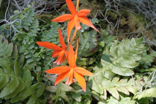 �J�g�����E�n�[�|�t�B���A�炭�₱�̉Ԋ�