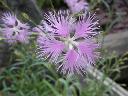 �J�����i�f�V�R�A�炭�₱�̉Ԋ�