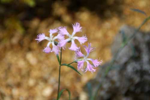 �J�����i�f�V�R�A�炭�₱�̉Ԋ�