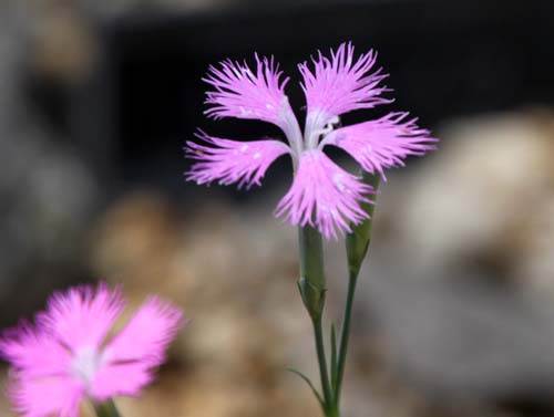 �J�����i�f�V�R�A�炭�₱�̉Ԋ�