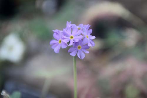 �J���V�}�R�U�N���A�炭�₱�̉Ԋ�