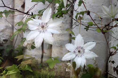 �J�U�O���}�A�炭�₱�̉Ԋ�