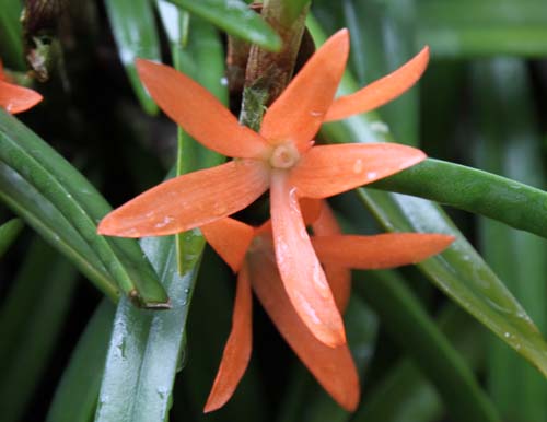 �P���g�X�e�B���X�E���e�B�X�N�A�}�A�炭�₱�̉Ԋ�