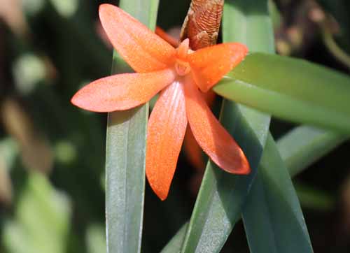 �P���g�X�e�B���X�E���e�B�X�N�A�}�A�炭�₱�̉Ԋ�