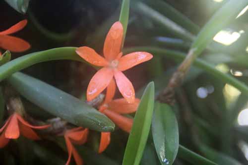 �P���g�e�B���X�E���e�B�X�N�A�}�A�炭�₱�̉Ԋ�