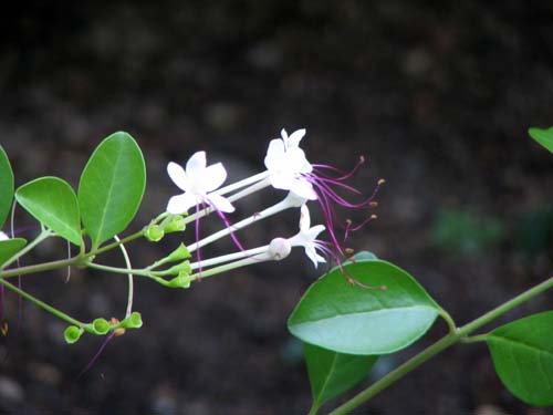 �P�X�g�����E�f�B�E���k���A�炭�₱�̉Ԋ�