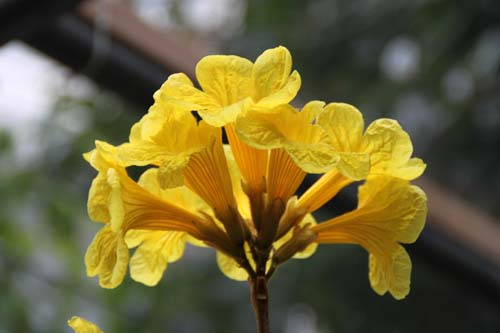 �L�o�i�C�y�[�A�炭�₱�̉Ԋ�