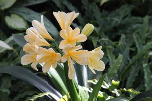 �L�o�i�N���V�����A�炭�₱�̉Ԋ�