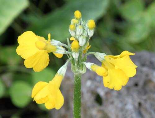 �L�o�i�N�����\�E�A�炭�₱�̉Ԋ�