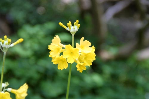 �L�o�i�N�����\�E�A�炭�₱�̉Ԋ�