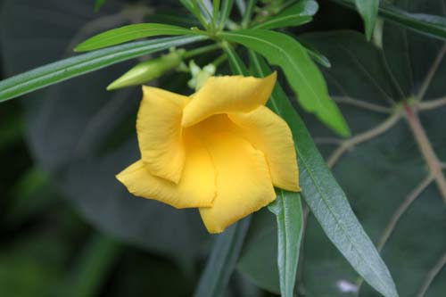 �L�o�i�L���E�`�N�g�E�A�炭�₱�̉Ԋ�