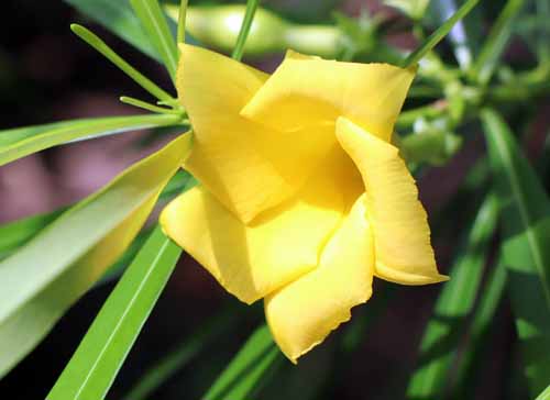 �L�o�i�L���E�`�N�g�E�A�炭�₱�̉Ԋ�