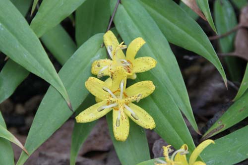 �L�o�i�m�c�L�k�L�z�g�g�M�X�A�炭�₱�̉Ԋ�