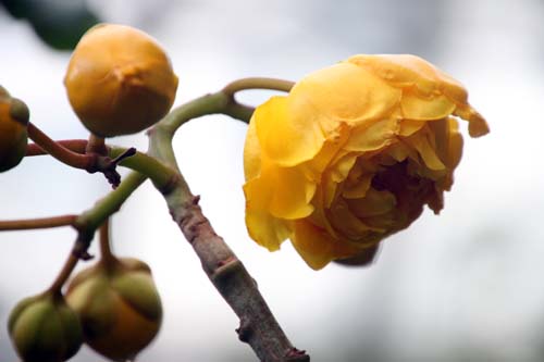 �L�o�i���^���h�L�A�炭�₱�̉Ԋ�