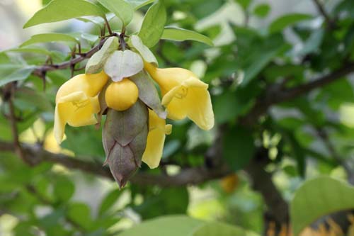 �L�o�i���E���N�A�炭�₱�̉Ԋ�