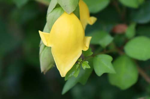 �L�o�i���E���N�A�炭�₱�̉Ԋ�