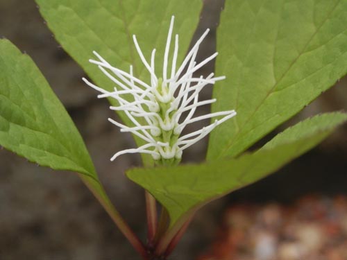 �L�r�q�g���V�Y�J�A�炭�₱�̉Ԋ�