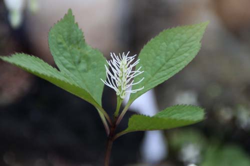 �L�r�q�g���V�Y�J�A�炭�₱�̉Ԋ�