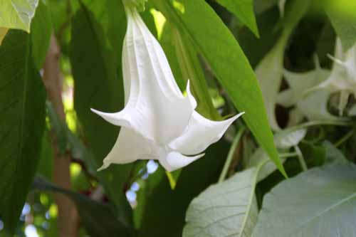 �L�_�`�`���E�Z���A�T�K�I�A�炭�₱�̉Ԋ�