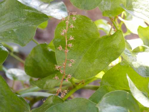 �L�b�R�E�����E�A�炭�₱�̉Ԋ�