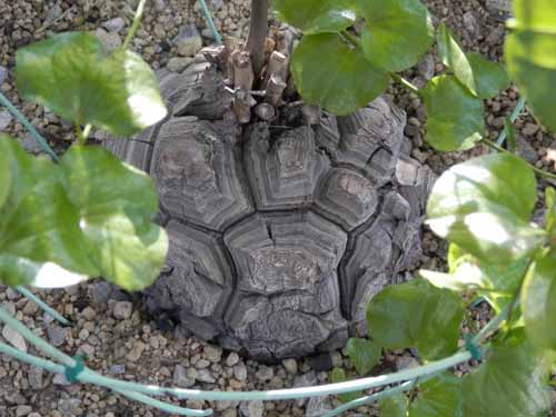 �L�b�R�E�����E�A�炭�₱�̉Ԋ�