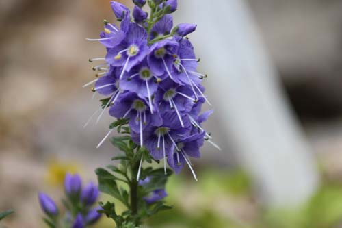 �L�N�o�N���o�^�A�炭�₱�̉Ԋ�