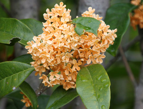 �L�����N�Z�C�A�ߌ��Βn�����ŎB�e