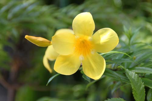 �L�����C�W���A�ߌ��Βn����