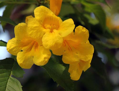 �L�����C�W���A�ߌ��Βn����