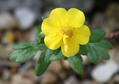 �L�����o�C�A�炭�₱�̉Ԋ�