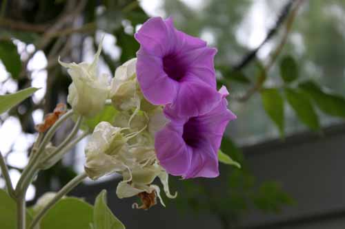 �L�����E�A�T�K�I�A�炭�₱�̉Ԋ�