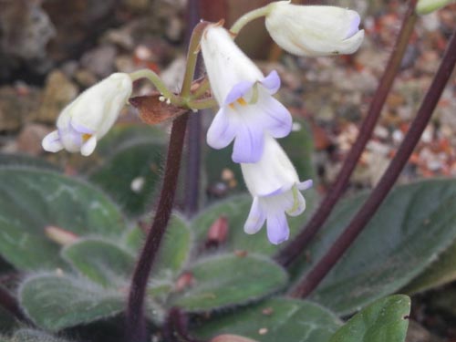 �L���^�E�t�B���u���Z�p���A�炭�₱�̉Ԋ�