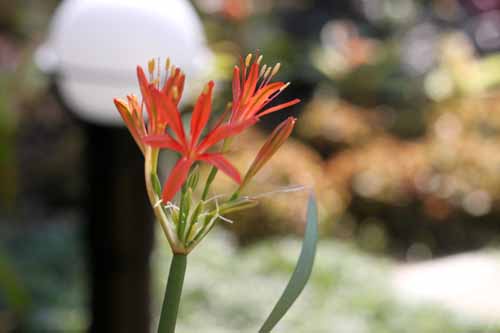 �L���^���c�X�E�����^�k�X�A�炭�₱�̉Ԋ�