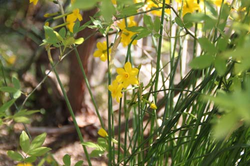 �L�Y�C�Z���A�炭�₱�̉Ԋ�