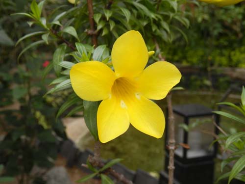 �R�o�m�A���A�P�J�Y���A�炭�₱�̉Ԋ�