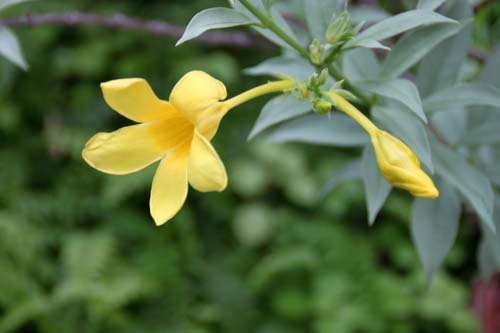 �R�o�m�A���A�P�J�Y���A�炭�₱�̉Ԋ�