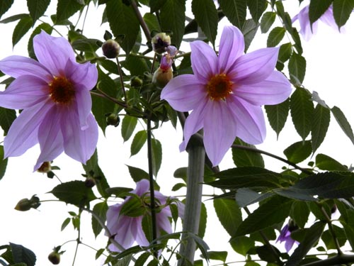 �R�_�`�_���A�A�炭�₱�̉Ԋ�