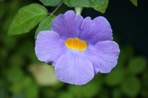 �R�_�`���n�Y�J�Y���A�炭�₱�̉Ԋ�