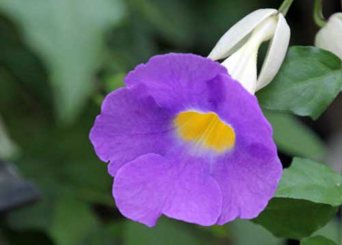 �R�_�`���n�Y�J�Y���A�炭�₱�̉Ԋ�