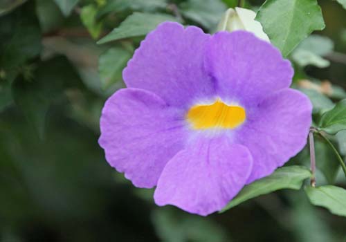 �R�_�`���n�Y�J�Y���A�炭�₱�̉Ԋ�