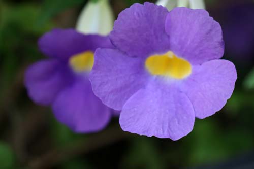 �R�_�`���n�Y�J�Y���A�炭�₱�̉Ԋ�