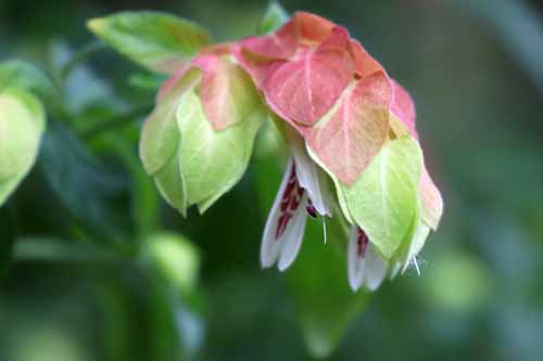 �x���y���l�i�����т����j�A�炭�₱�̉Ԋ�