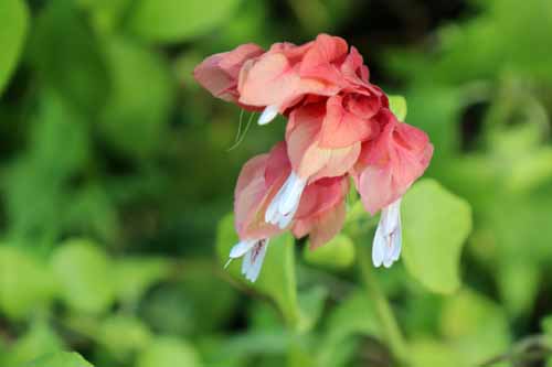 �x���y���l�i�����т����j�A�炭�₱�̉Ԋ�