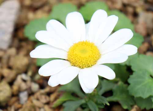 �R�n�}�M�N�A�炭�₱�̉Ԋ�