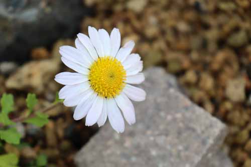 �R�n�}�M�N�A�炭�₱�̉Ԋ�