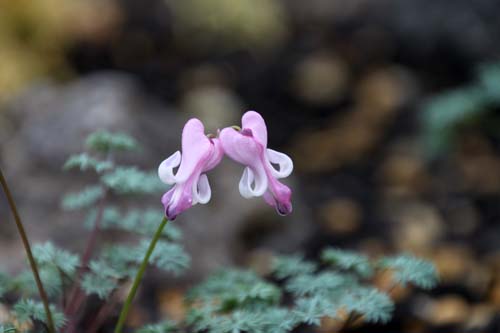 �R�}�N�T�A�炭�₱�̉Ԋ�