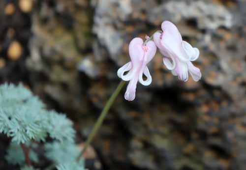 �R�}�N�T�A�炭�₱�̉Ԋ�