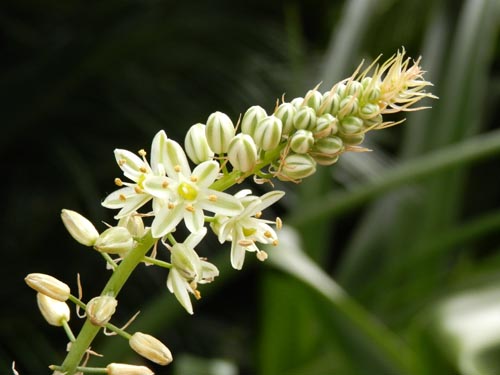 �R���`�J�C�\�E�A�炭�₱�̉Ԋ�