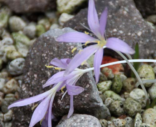 �R���`�N���E�o�C�g�s�A�����A�炭�₱�̉Ԋ�