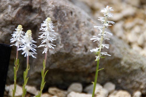 �R�V�L�V���C�g�\�E�A�炭�₱�̉ԊقŎB�e